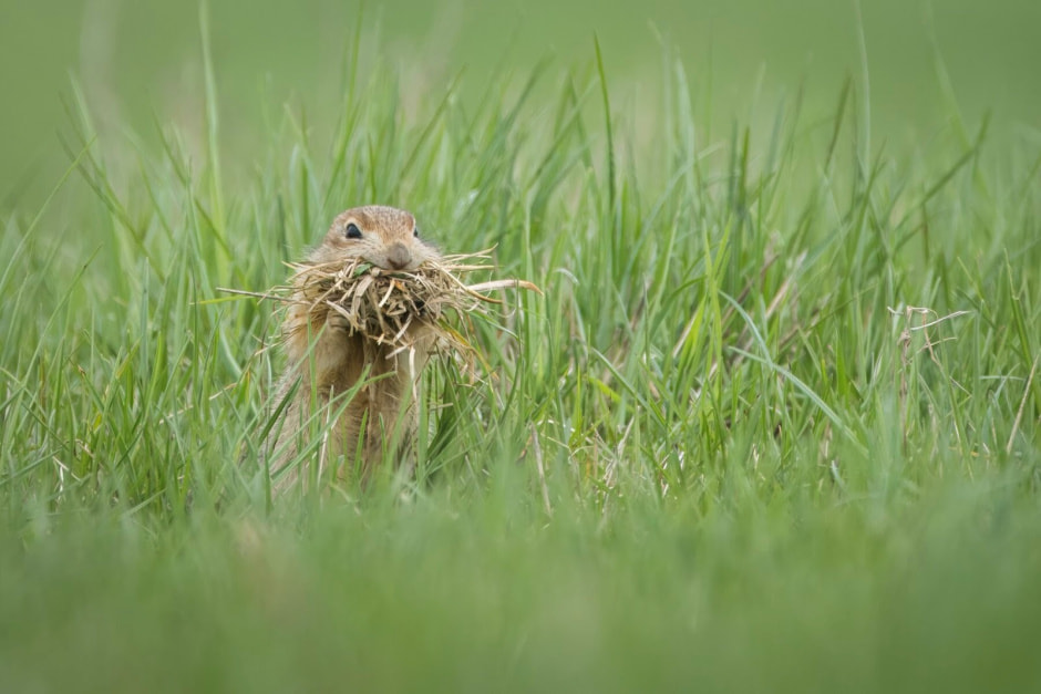крапчатый суслик