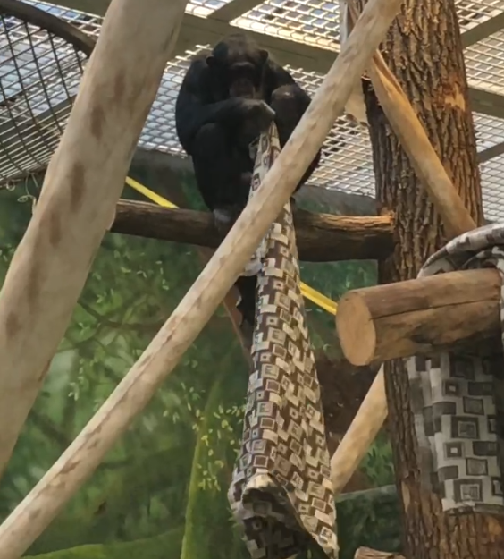 обез.png обез.png