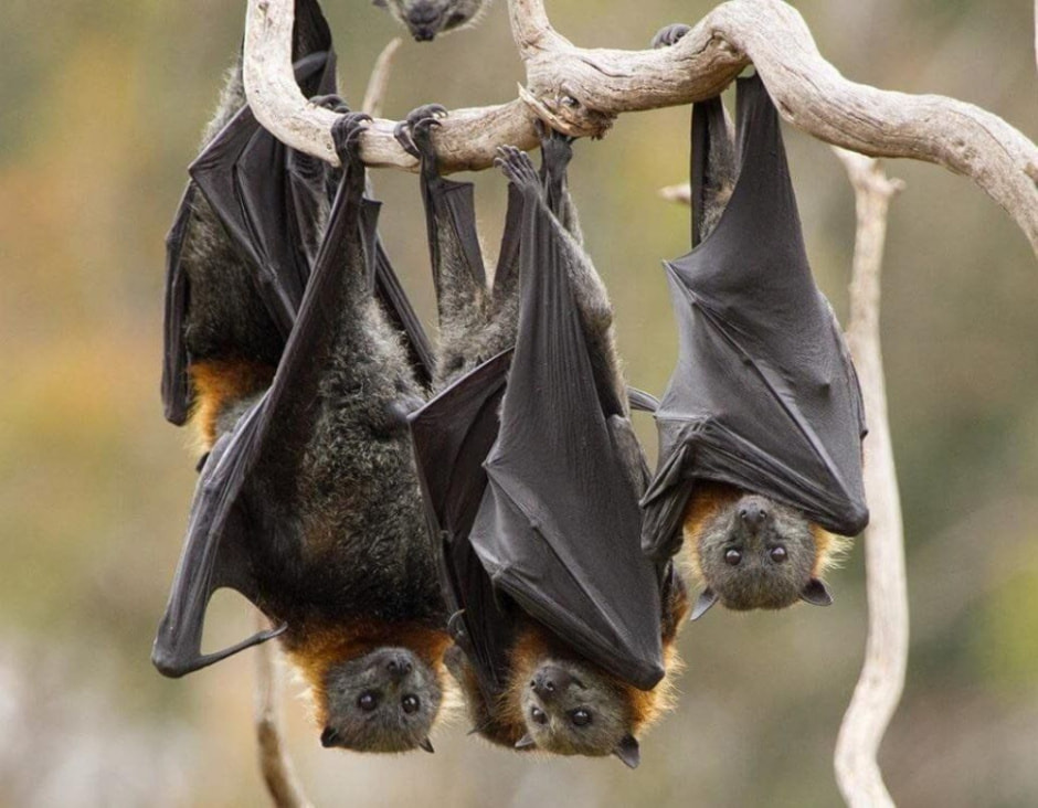 летучие мыши.jpeg