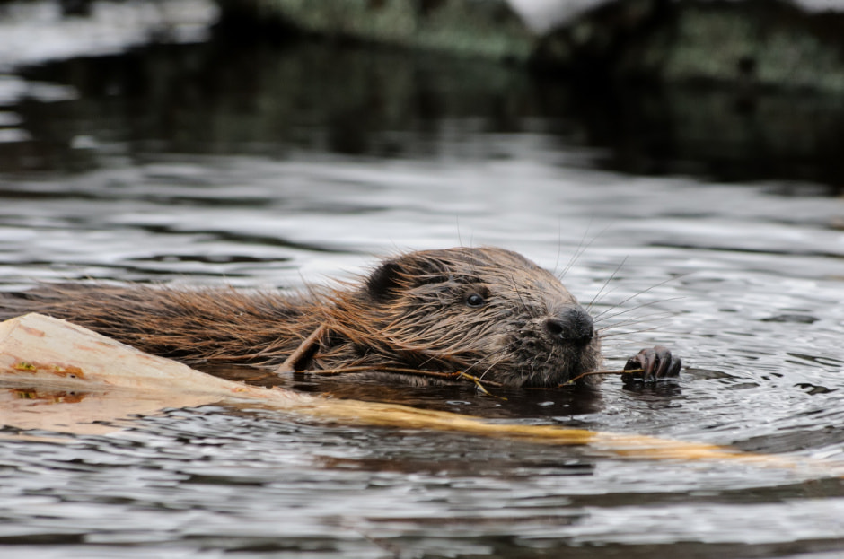 9-Бобр фото Дениса Ивковича.jpg
