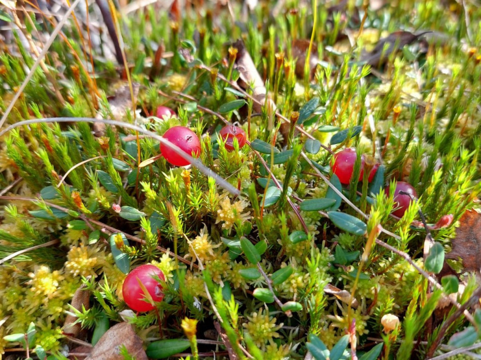 Поход на Ельню 12.jpg