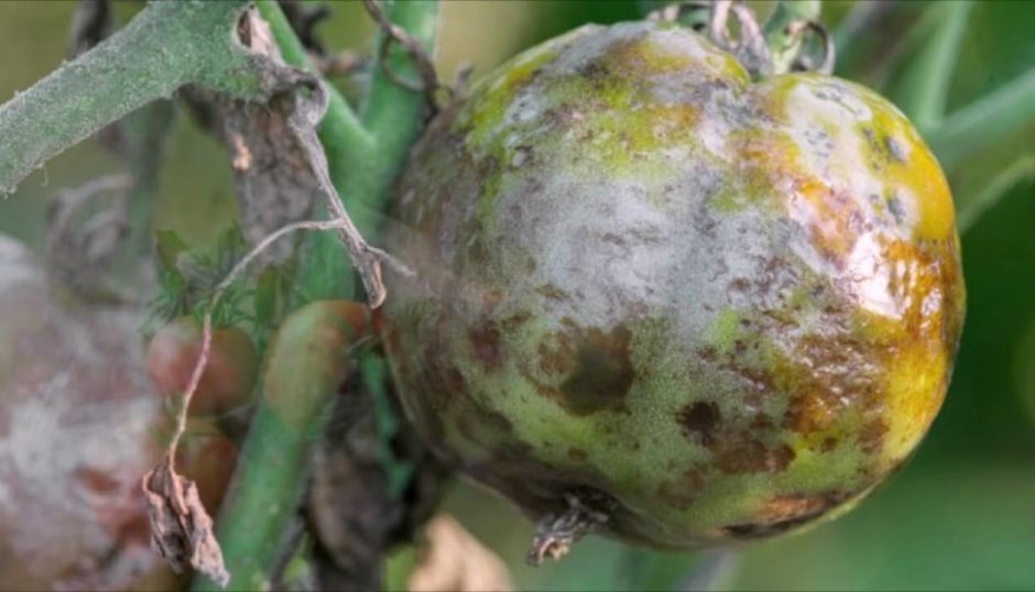 фитофтора фитофтора.jpg