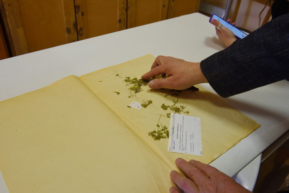 Засушенные листья поврежденные насекомыми.jpg