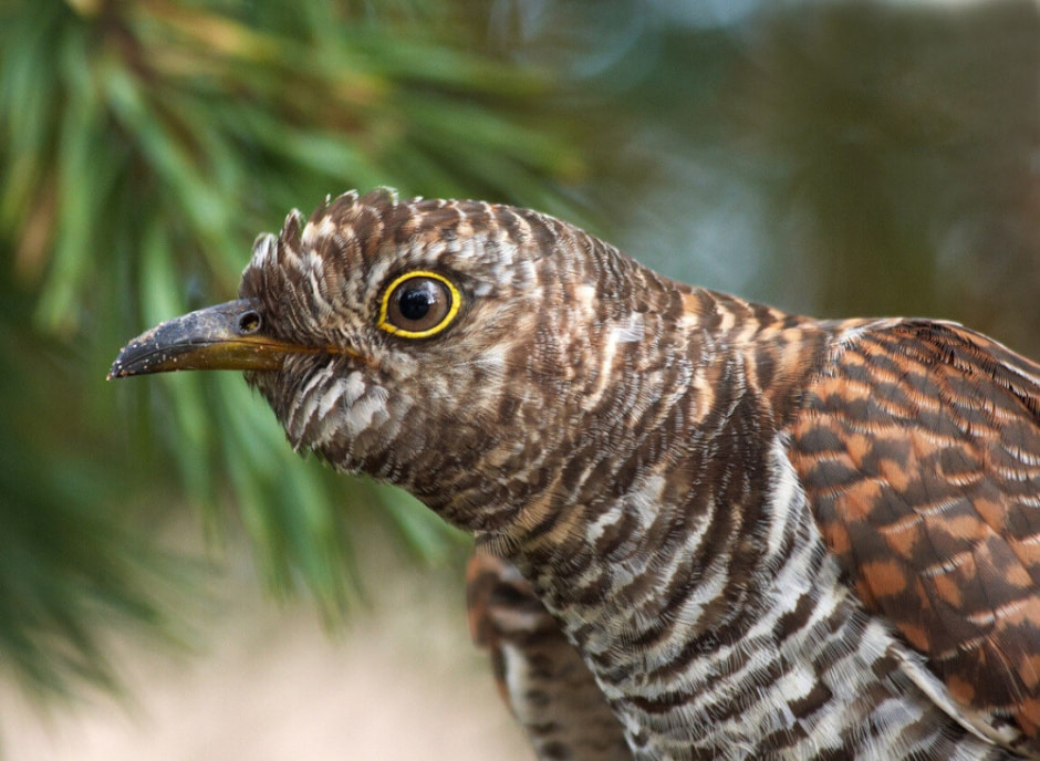 Зачем кукушка подрасывает яйца 5.jpg