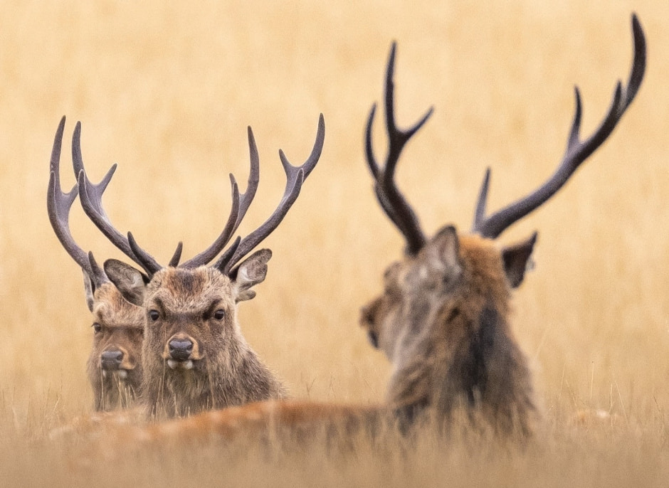 Пятнистый олень 7.jpg