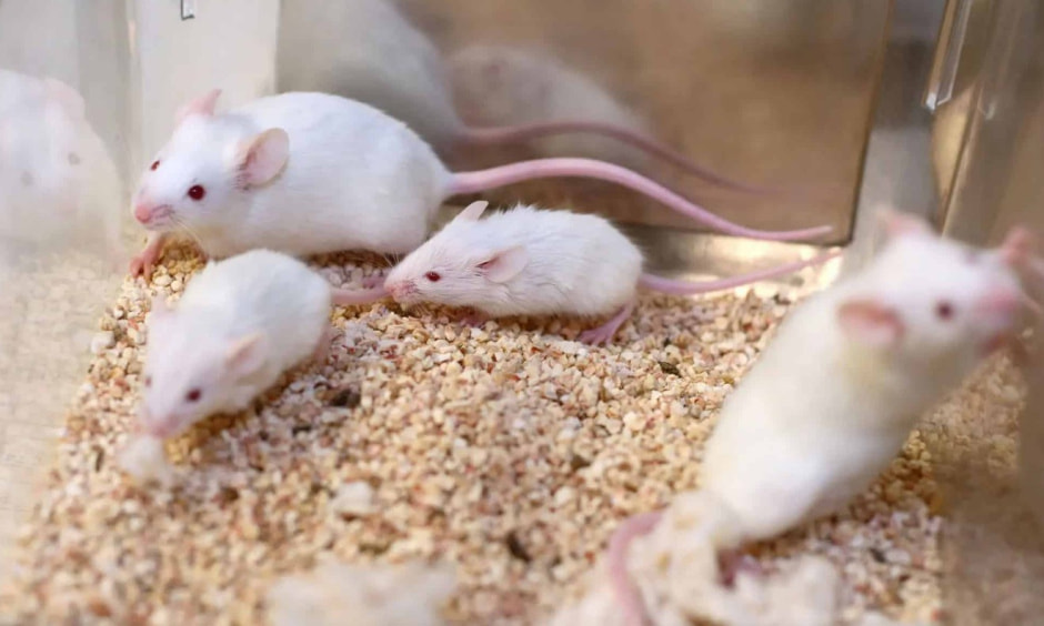 лабораторные крысы