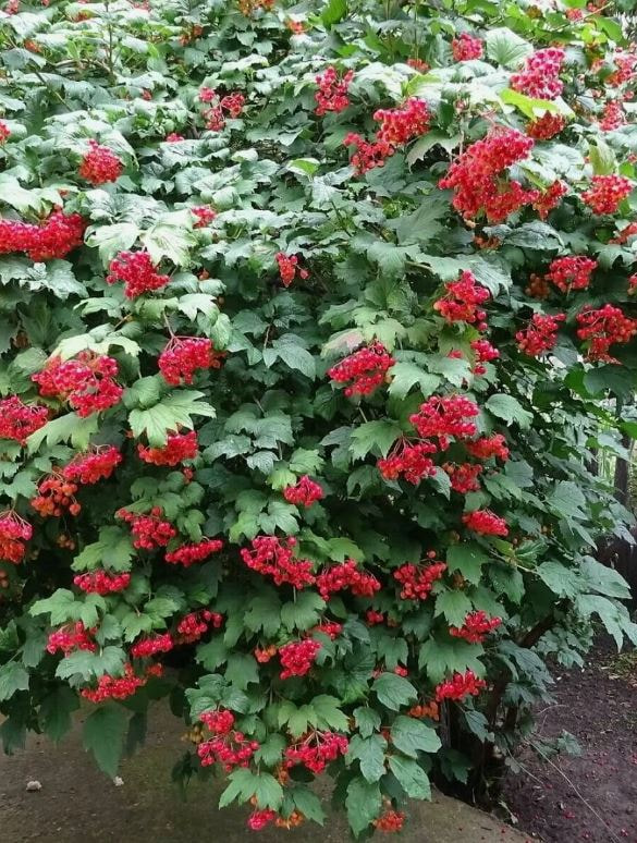 кустарник 4.jpg