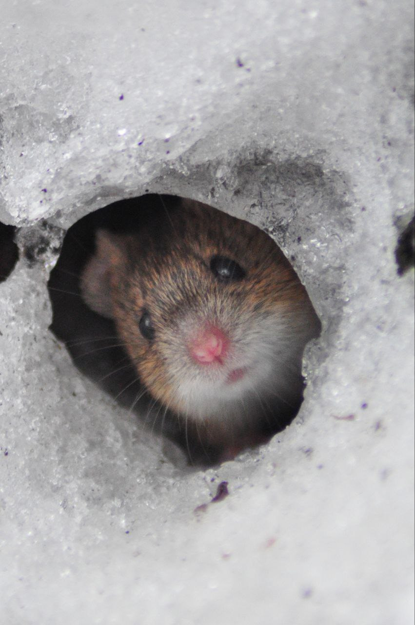 "Мимимышка" фото Екатерины Кралько