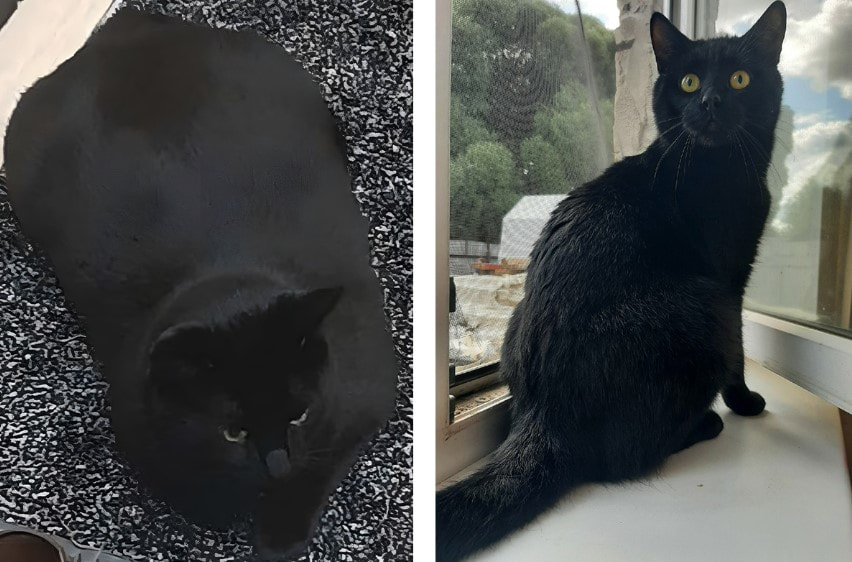 Кот Беляш.jpg