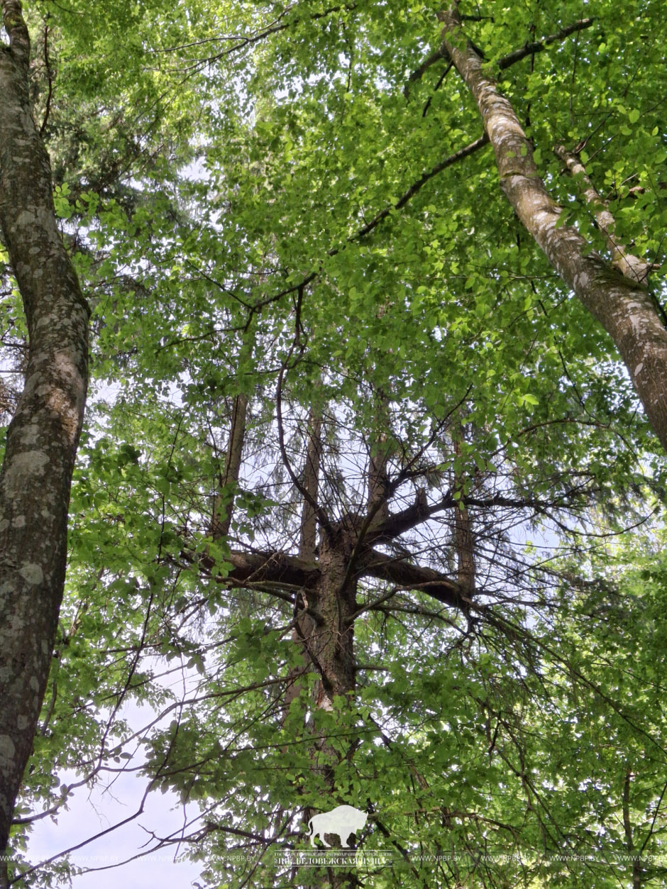 Необычная ель