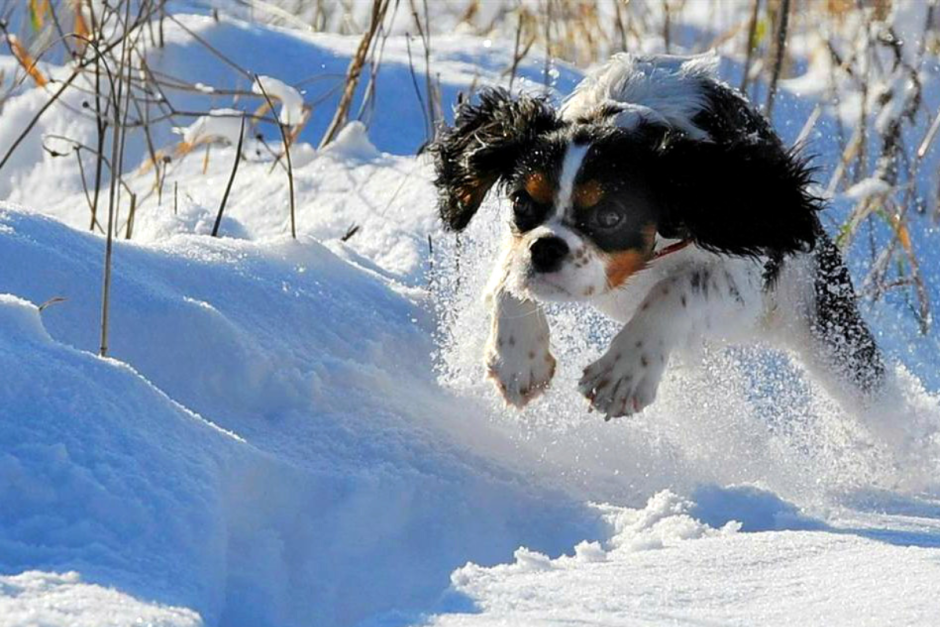 афиша зима.png