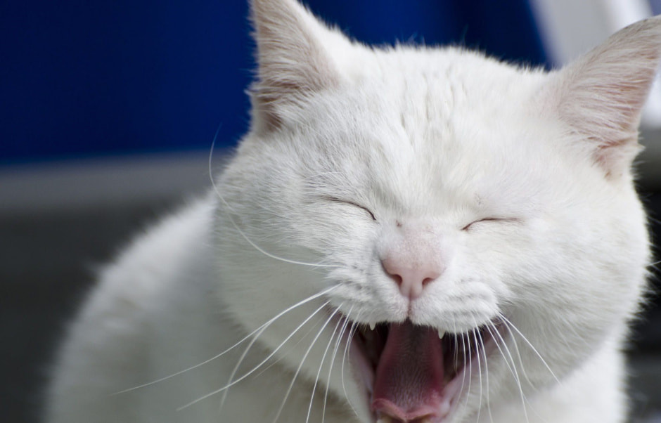 Кот смеется.jpg