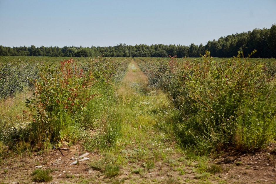 Как выращивают голубику 14.jpg