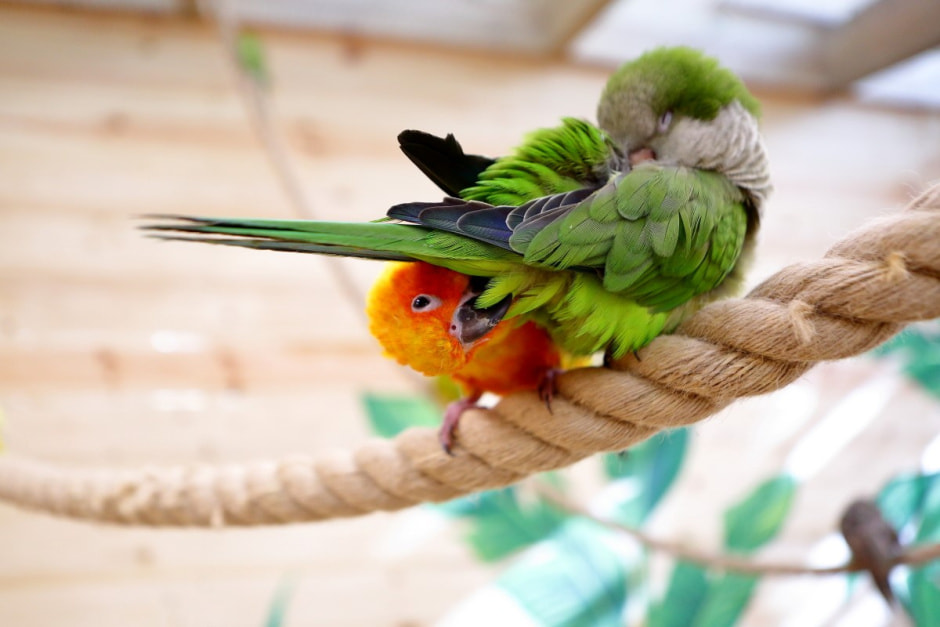 Попугайня в Витебске 8.jpg