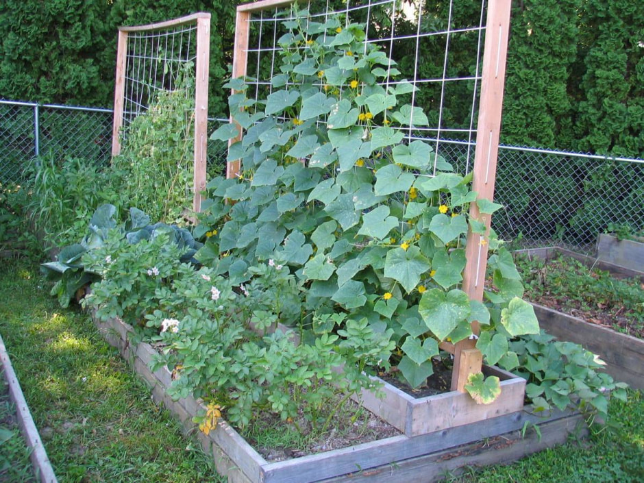 огурцы растут.jpg