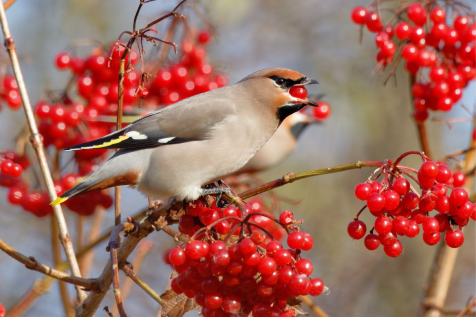 Свиристель 1.png