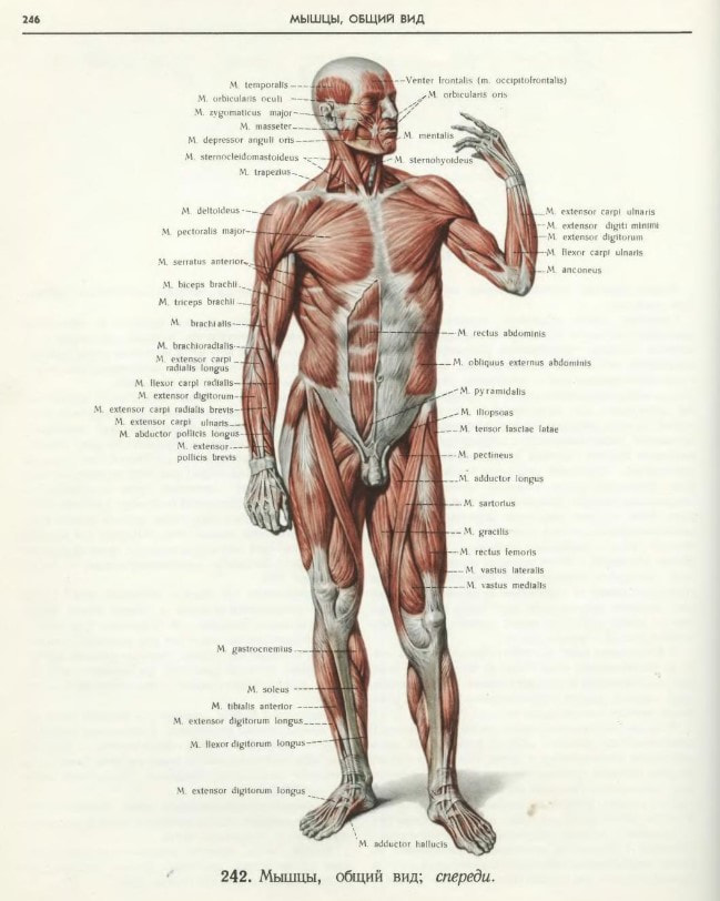 Анатомический атлас