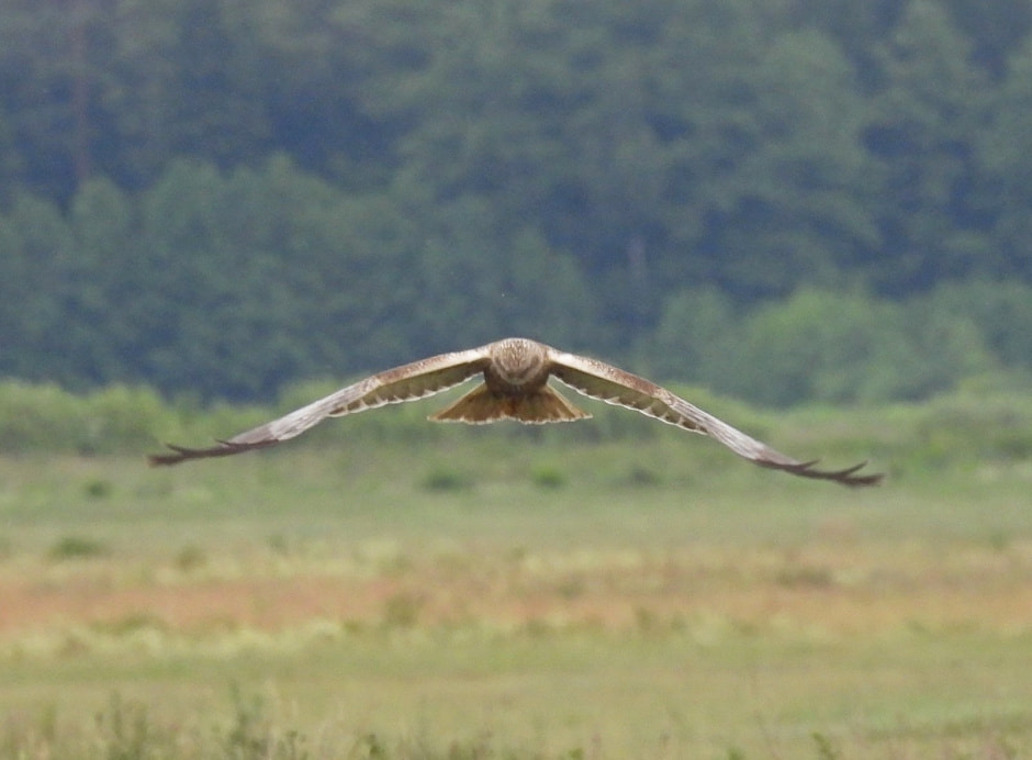 Болотный лунь 2.jpg