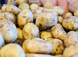 От новых сортов картофеля до беспилотных тракторов: что разрабатывают белорусские ученые?