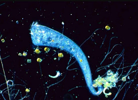 Одноклеточный организм оказался способен к обучению – без мозга и нервной системы