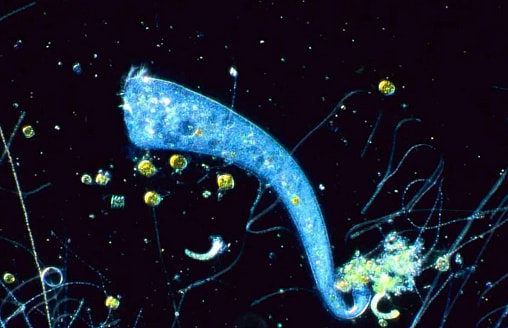 Одноклеточный организм оказался способен к обучению – без мозга и нервной системы