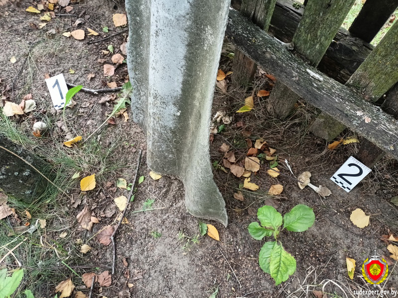 Грибы и отравление