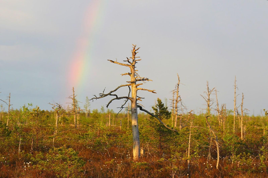 11-После грозы на болоте.jpg
