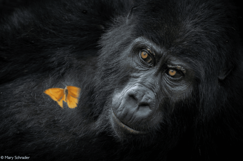 Африка-горилла