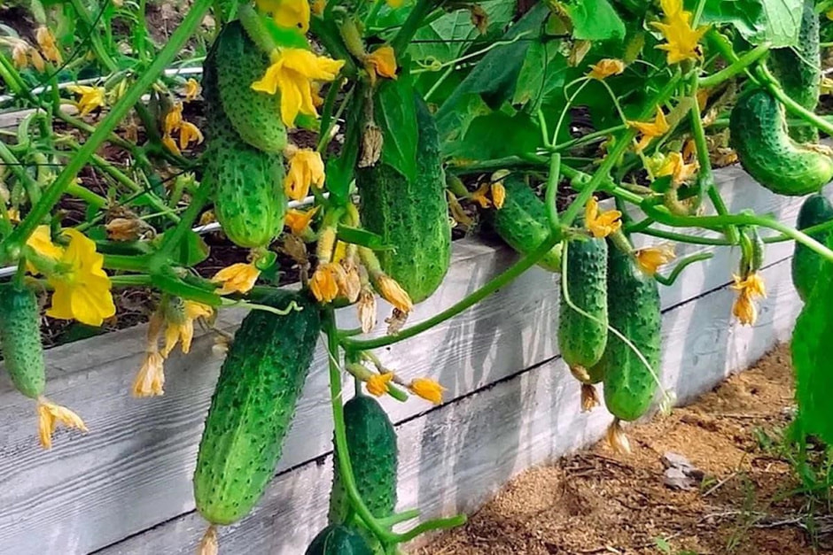 Как ухаживать за огурцами 4.jpg