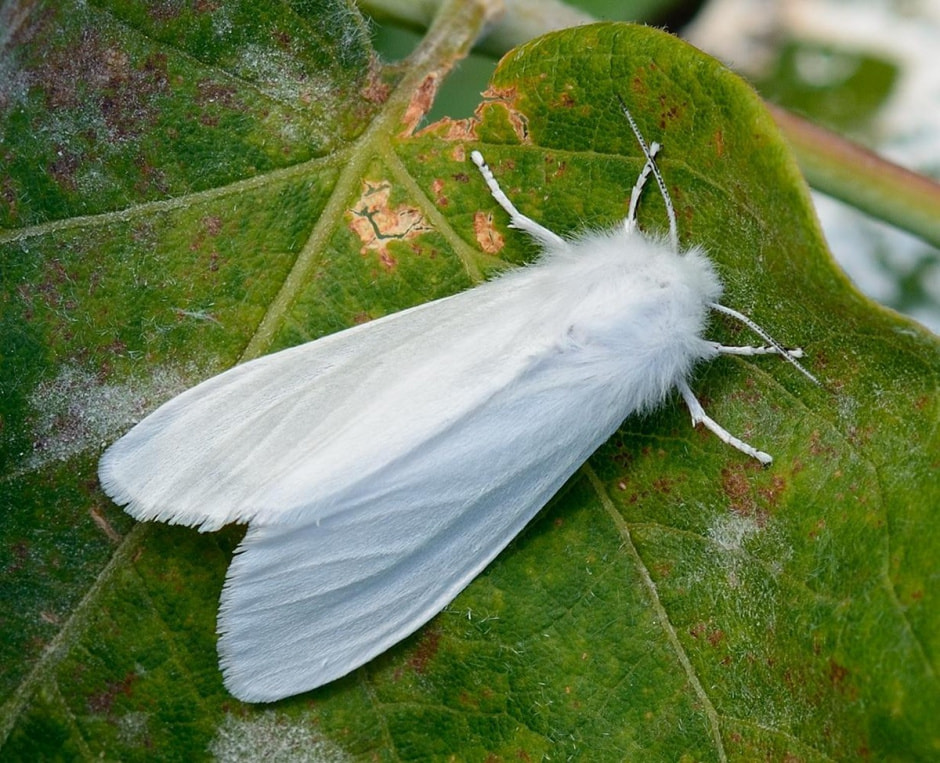 Белорусские бабочки 4.jpg