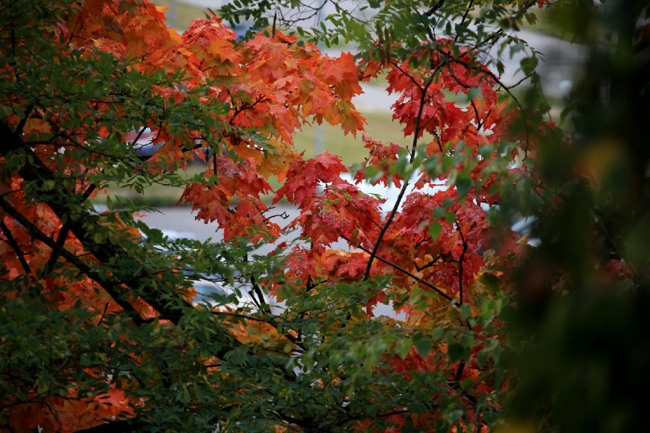 листья жгут, фото dzyaniska