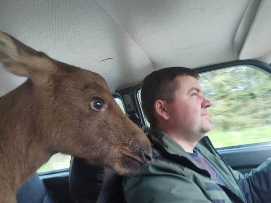 Лосенок в машине.jpg