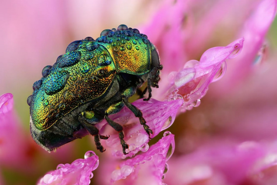 Фотограф насекомых 8.jpg