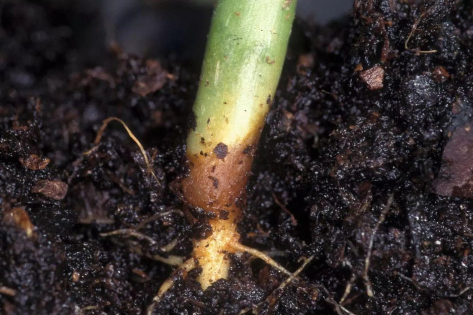 Черная ножка рассады 2.jpg