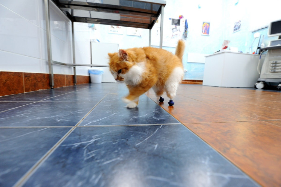 Суперветеринар из Лиды 7.jpg