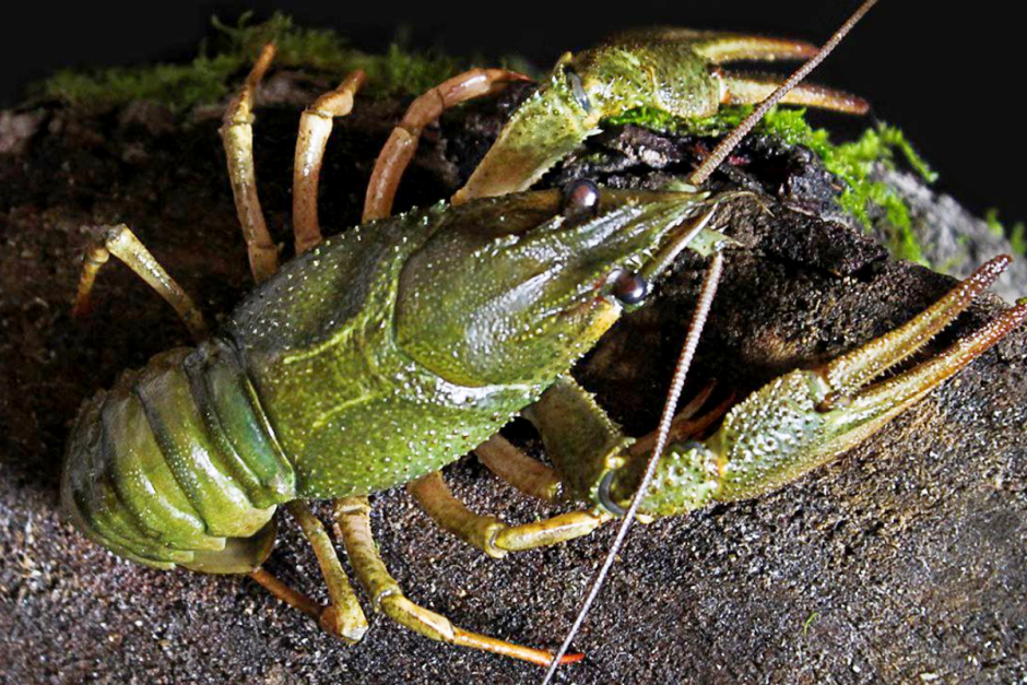 Речные раки 3.png