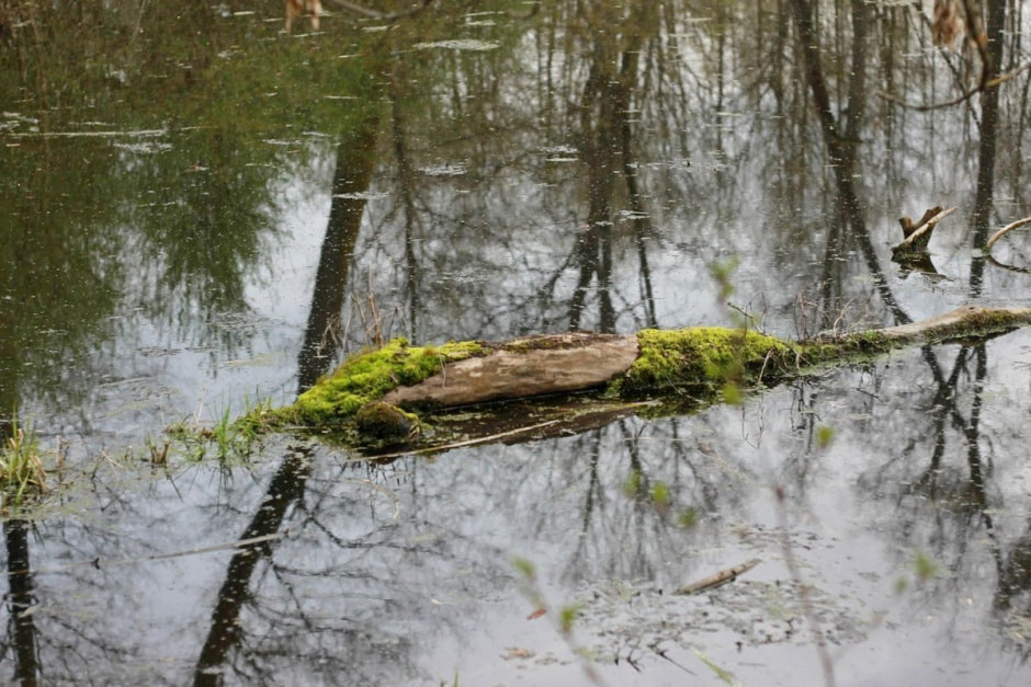 Сядзіба Навіцкіх у Савейках 17.jpg