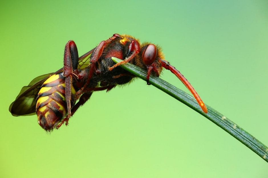 Фотограф насекомых 13.jpg