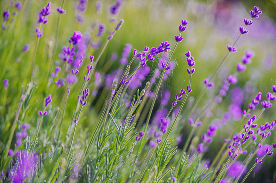 Лавандовый сад в Барово 19.jpg