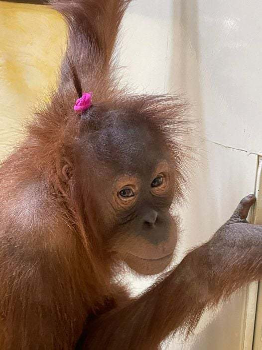 Орангутан.jpg