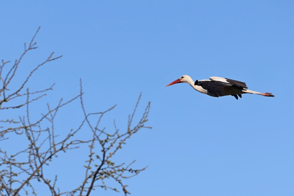 Аисты в деревне Малешев 31.jpg
