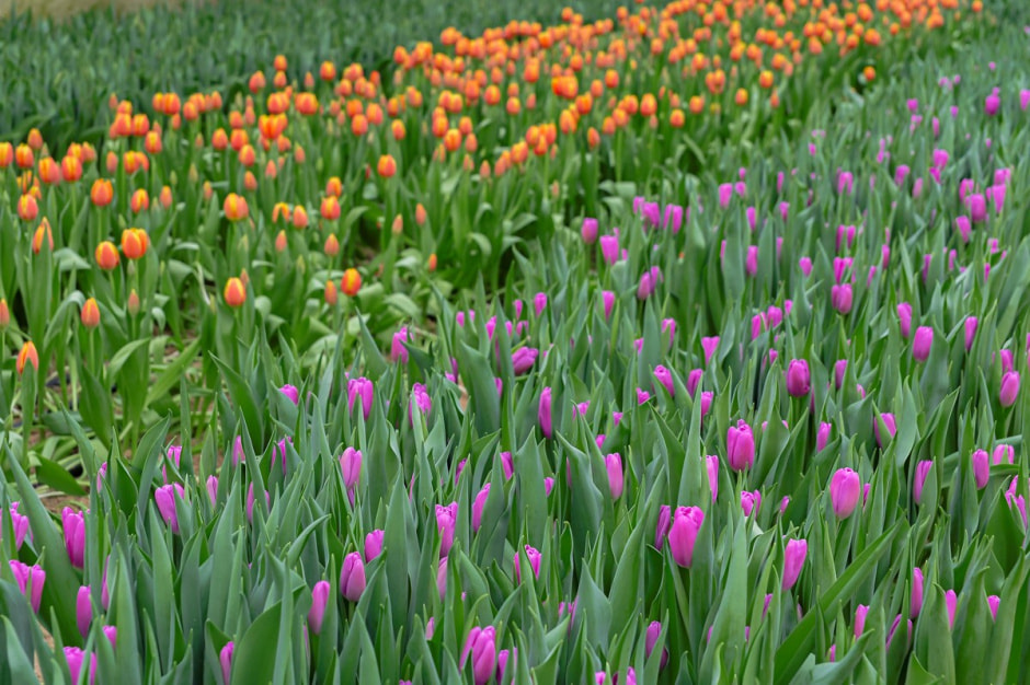 Репортаж из теплицы с тюльпанами 15.jpg