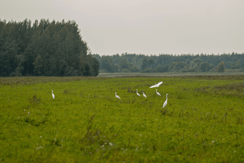 Серые журавли и Ельня 6.png