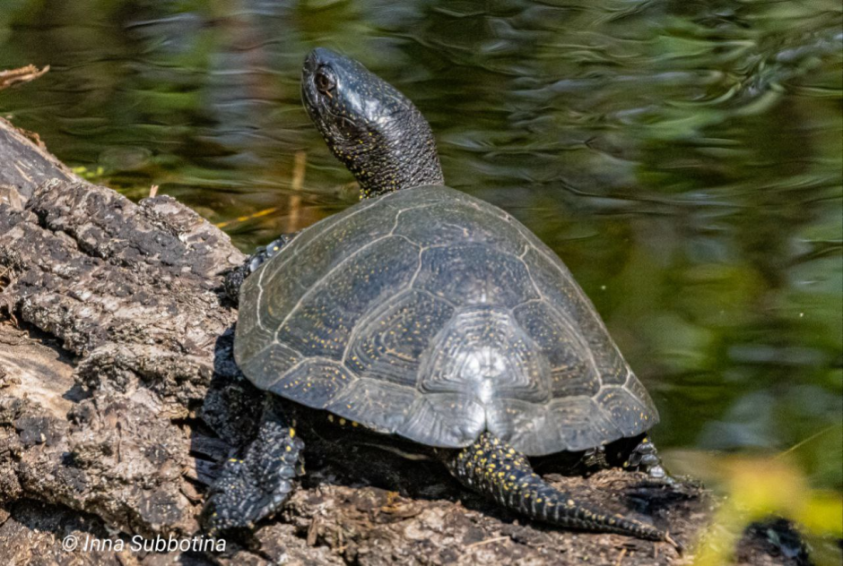 Болотная черепаха 3.png