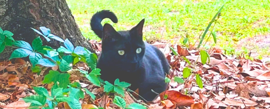 Котик помог ученому