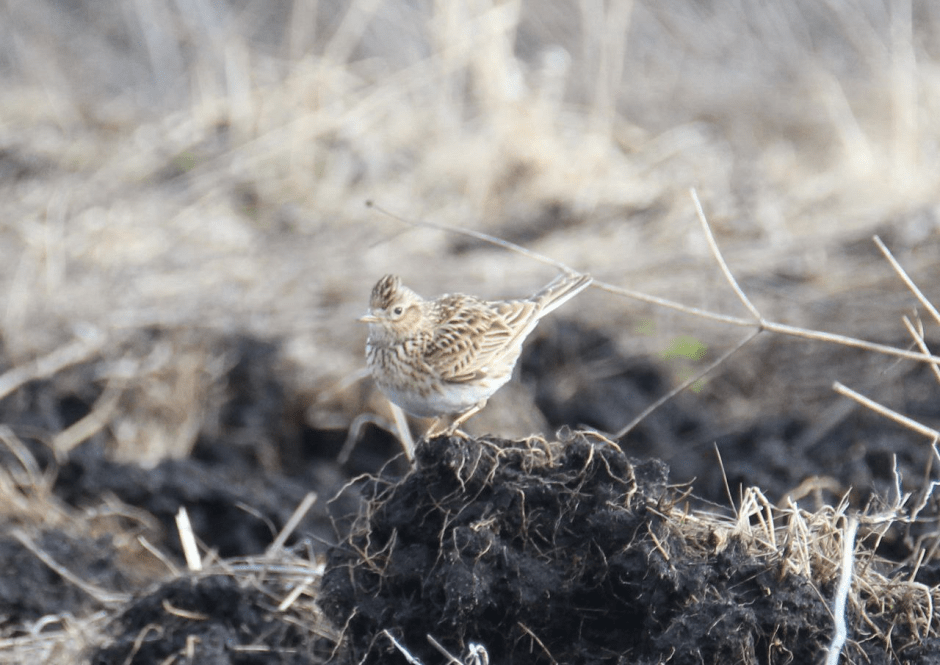 Почему птицы возвращаются в Беларусь зимой 3_Полевой жаворонок.png