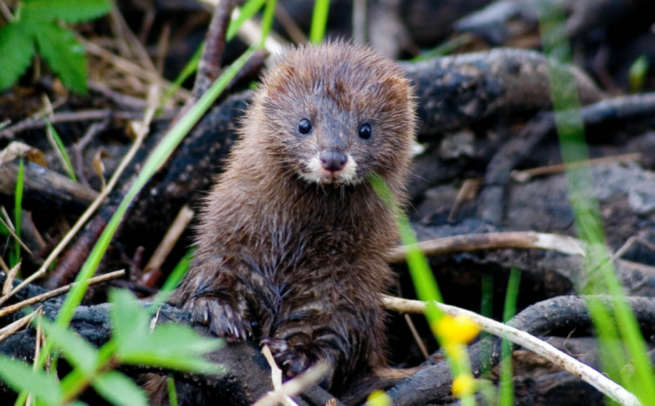 Европейкая норка