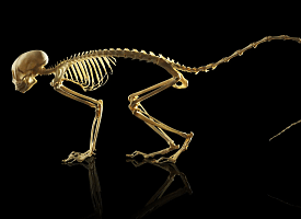 Как на самом деле появился позвоночник: ученые нашли ключевой генетический поворот