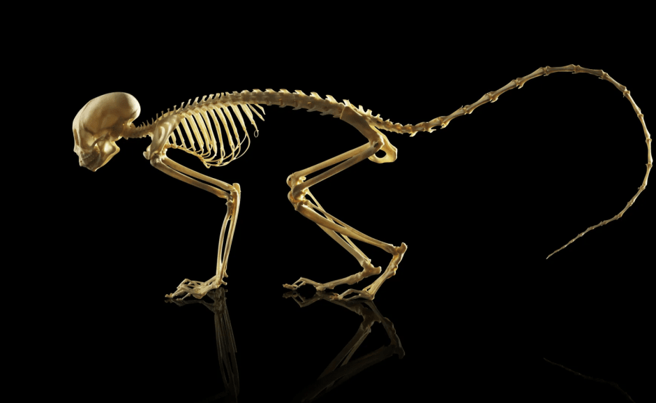 позвоночник