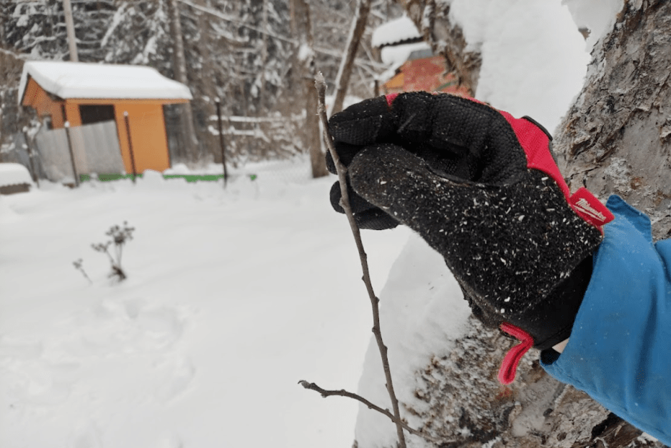 Зимняя обрезка деревьев с арбористом 5.png